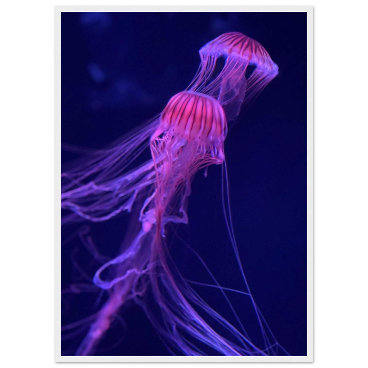 静かに泳ぐ海月（すみだ水族館, 2024）／ 木製額装プリント